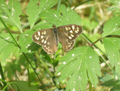 Speckled Wood (Pararge aegeria)