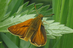 Large Skipper (Ochlodes sylvanus)
