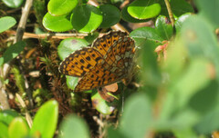 Pearl-bordered Fritillary (Boloria euphrosyne)