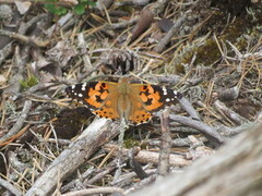 Painted Lady (Vanessa cardui)