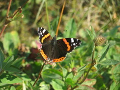 Admiral (Vanessa atalanta)