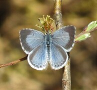 Holly Blue (Celastrina argiolus)