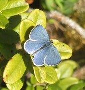 Holly Blue (Celastrina argiolus)