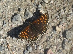 False-heath Fritillary (Melitaea diamina)