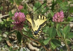 Svalestjert (Papilio machaon)