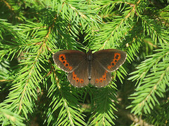 Fløyelsringvinge (Erebia ligea)