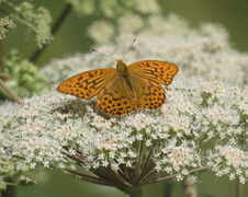 Keiserkåpe (Argynnis paphia)