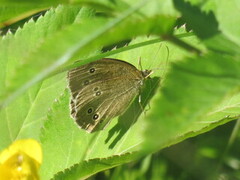 Ringlet (Aphantopus hyperantus)