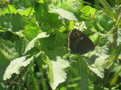 Fløyelsringvinge (Erebia ligea)