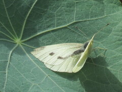 Large White (Pieris brassicae)