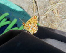 Pearl-bordered Fritillary (Boloria euphrosyne)