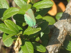 Grønnstjertvinge (Callophrys rubi)