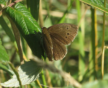 Ringlet (Aphantopus hyperantus)