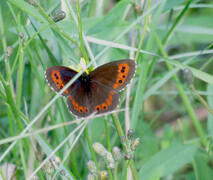 Arran Brown (Erebia ligea)