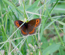 Fløyelsringvinge (Erebia ligea)