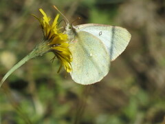Moorland Clouded Yellow (Colias palaeno)