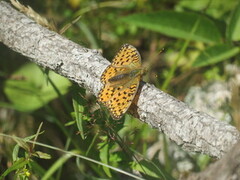 Dark Green Fritillary (Argynnis aglaja)