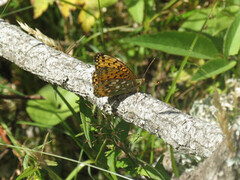 Dark Green Fritillary (Argynnis aglaja)