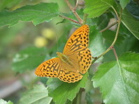 Keiserkåpe (Argynnis paphia)