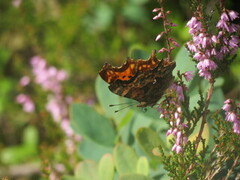 Comma Butterfly (Polygonia c-album)