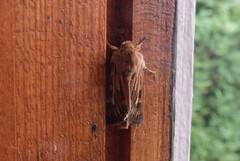 Gressmarkfly (Cerapteryx graminis)