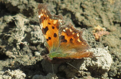 Comma Butterfly (Polygonia c-album)