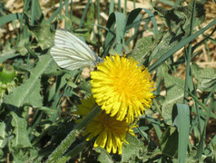 Rapssommerfugl (Pieris napi)