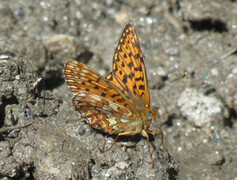 Pearl-bordered Fritillary (Boloria euphrosyne)