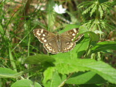 Speckled Wood (Pararge aegeria)
