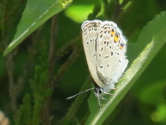 Silver-studded Blue (Plebejus argus)