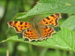 Comma Butterfly (Polygonia c-album)