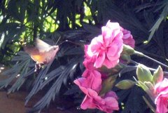 Hummingbird Hawk-moth (Macroglossum stellatarum)