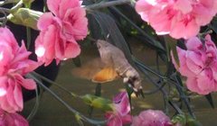 Hummingbird Hawk-moth (Macroglossum stellatarum)