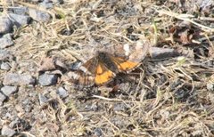 Orange Underwing (Archiearis parthenias)