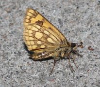 Northern Chequered Skipper (Carterocephalus silvicola)