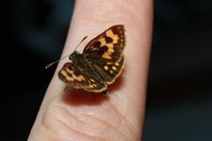 Northern Chequered Skipper (Carterocephalus silvicola)