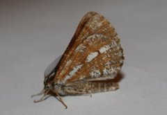 Bordered White (Bupalus piniaria)