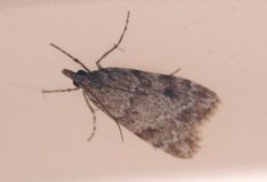 Common Grey (Scoparia ambigualis)