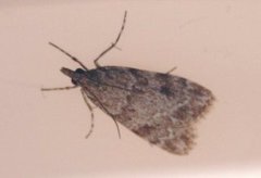 Junimosemott (Scoparia ambigualis)