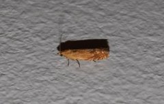 Red Piercer (Lathronympha strigana)