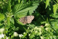 Speckled Wood (Pararge aegeria)