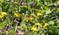 Northern Chequered Skipper (Carterocephalus silvicola)