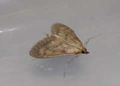 Bordered Pearl (Paratalanta pandalis)