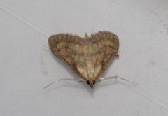 Bordered Pearl (Paratalanta pandalis)