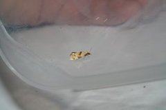 Thistle Conch (Aethes cnicana)