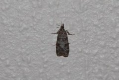 Common Grey (Scoparia ambigualis)