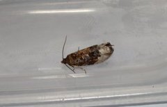 Marbled Orchard Tortrix (Hedya nubiferana)