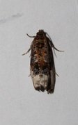 Marbled Orchard Tortrix (Hedya nubiferana)