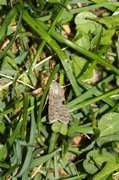Pale Mottled Willow (Caradrina clavipalpis)