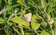 Pearly Heath (Coenonympha arcania)
